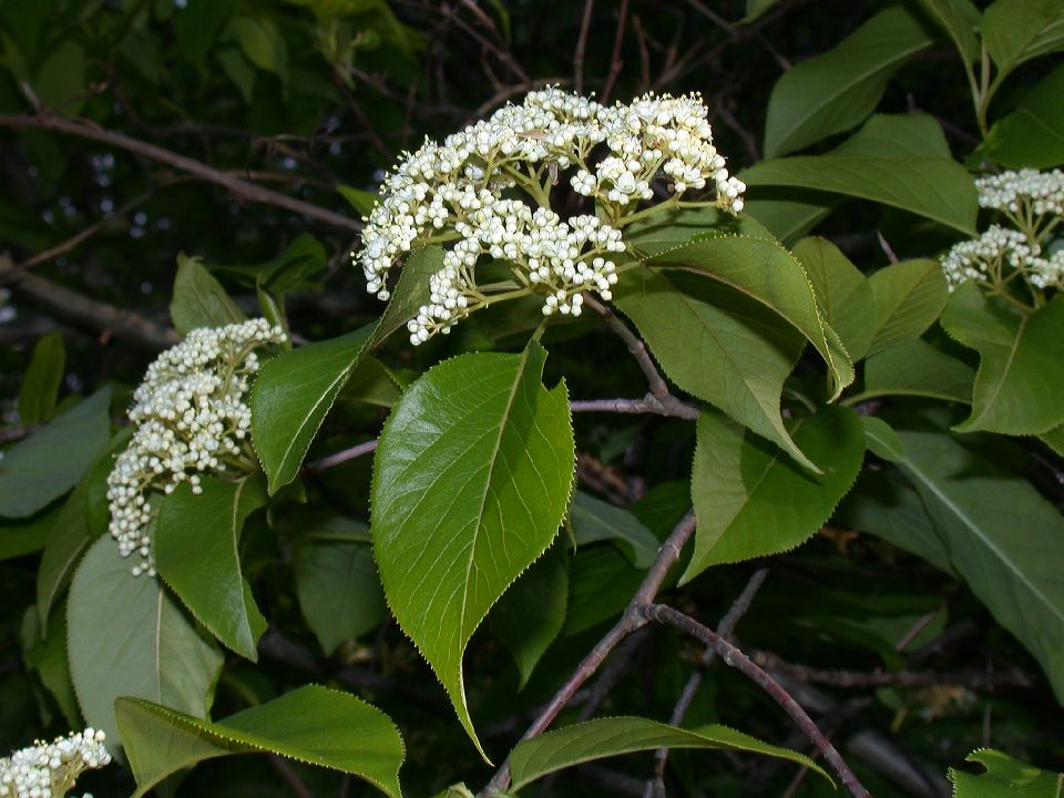 Adoxaceae Viburnum lentago