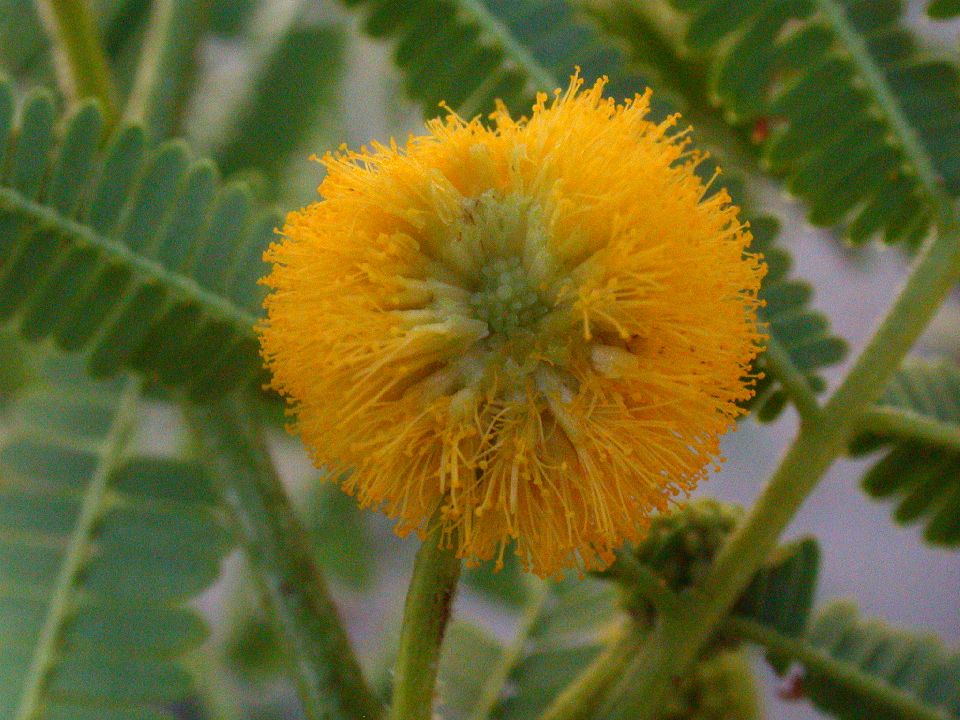 Fabaceae Acacia macranthera