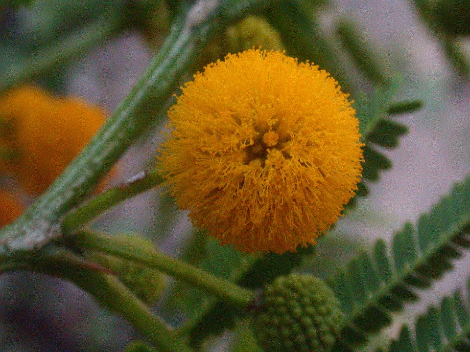 Fabaceae Acacia macranthera