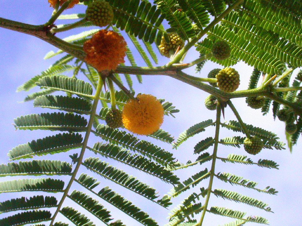 Fabaceae Acacia macranthera