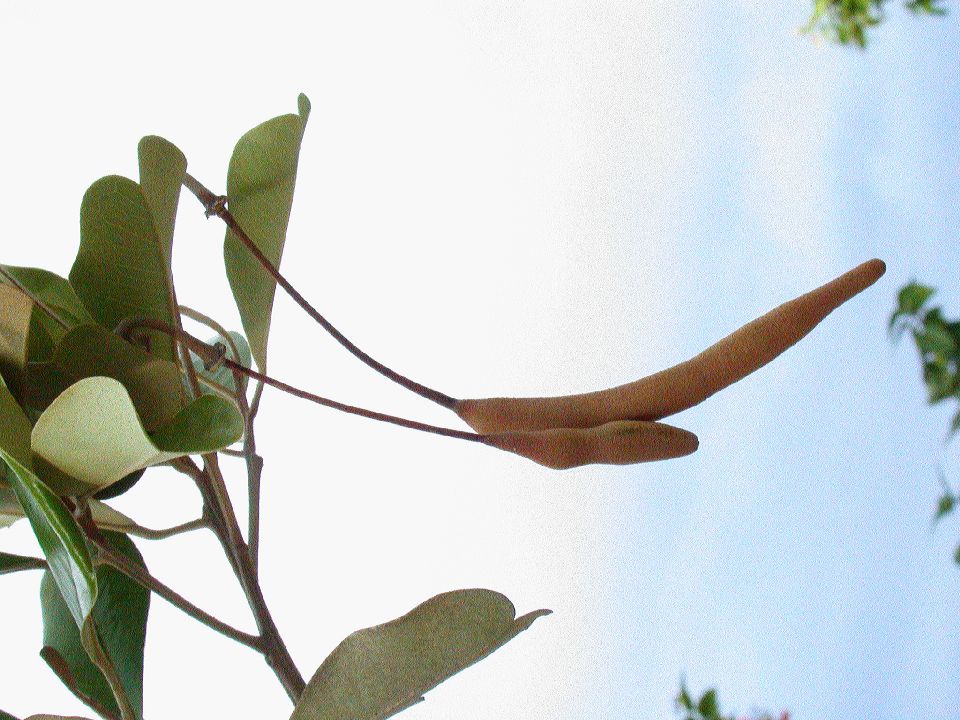 Capparaceae Capparis 