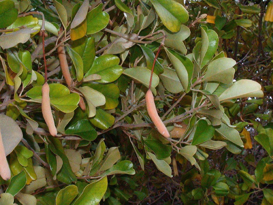 Capparaceae Capparis 