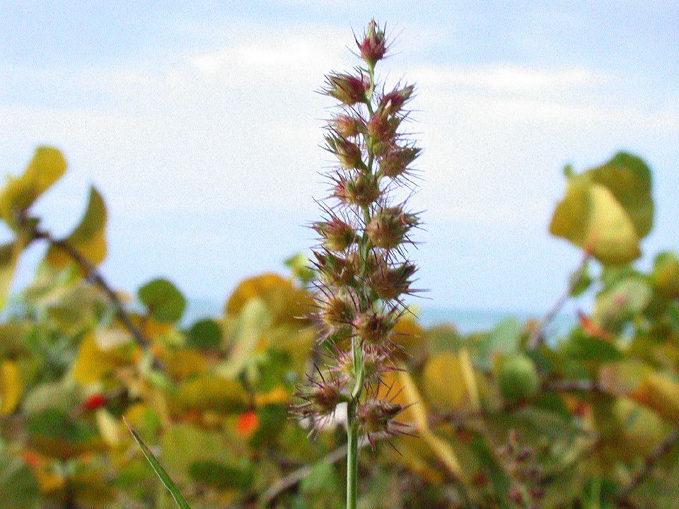 Poaceae Cenchrus 