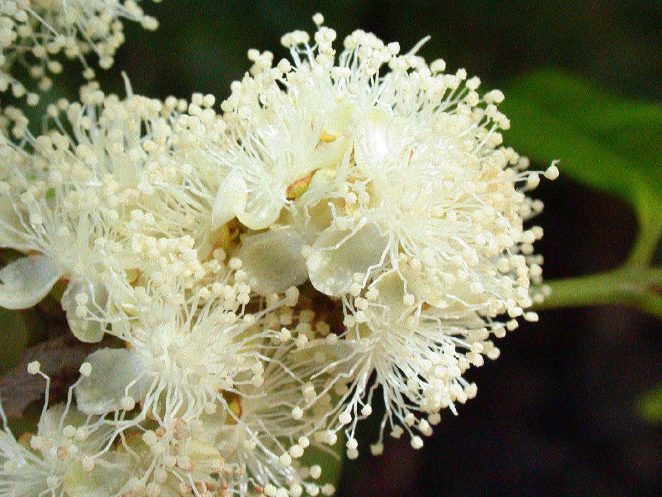 Myrtaceae Eugenia 