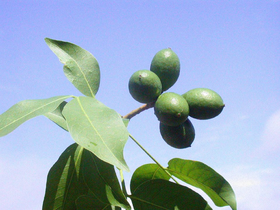 Sapindaceae  