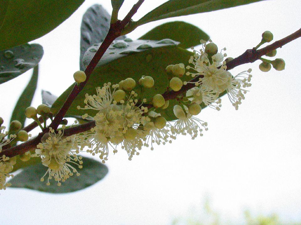 Myrtaceae Myrcianthes 