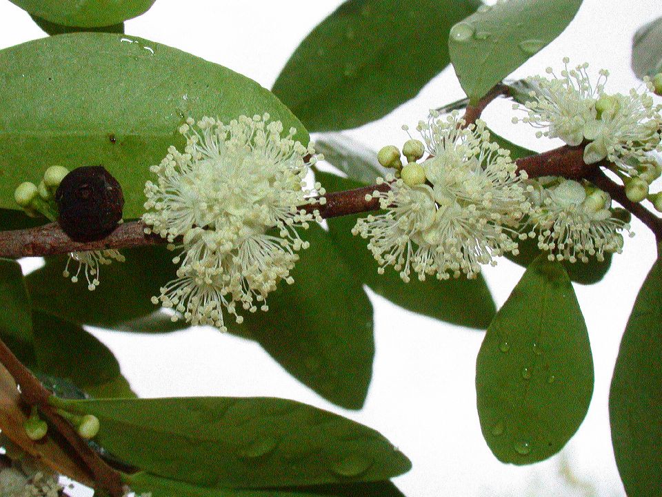 Myrtaceae Myrcianthes 