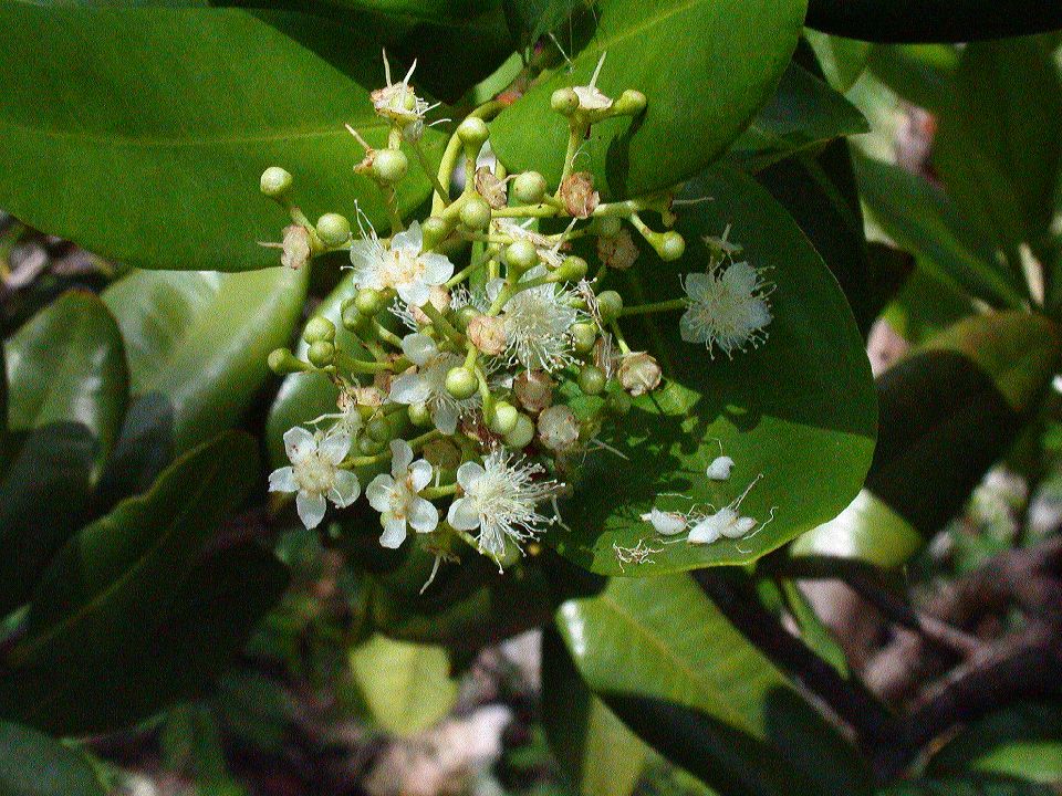 Myrtaceae Pimenta 