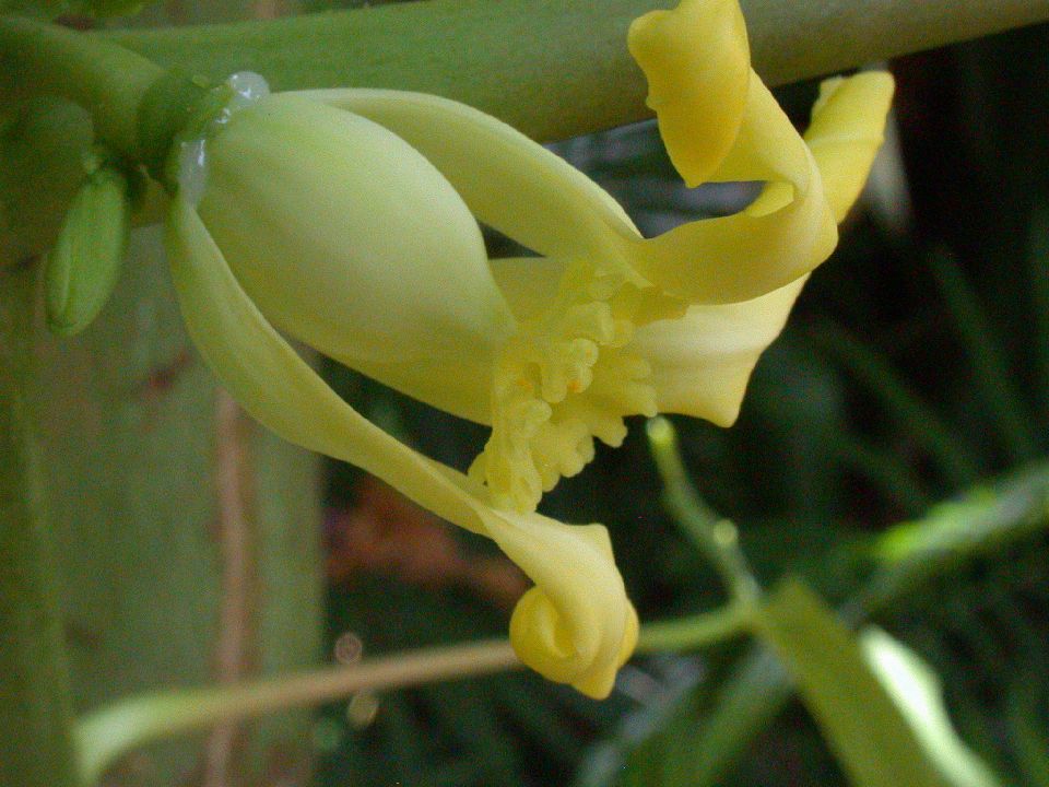 Caricaceae Carica papaya