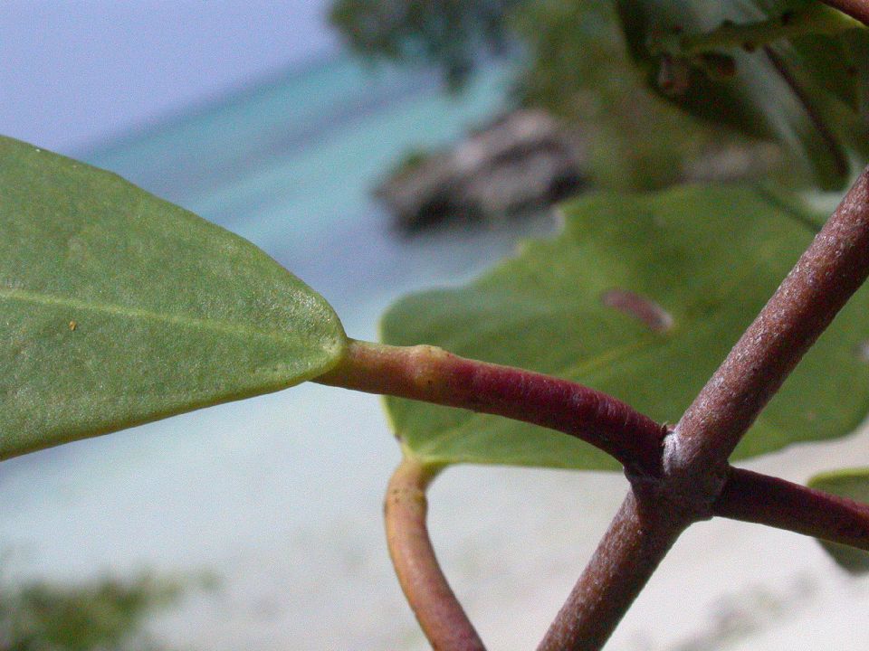 Combretaceae Laguncularia 