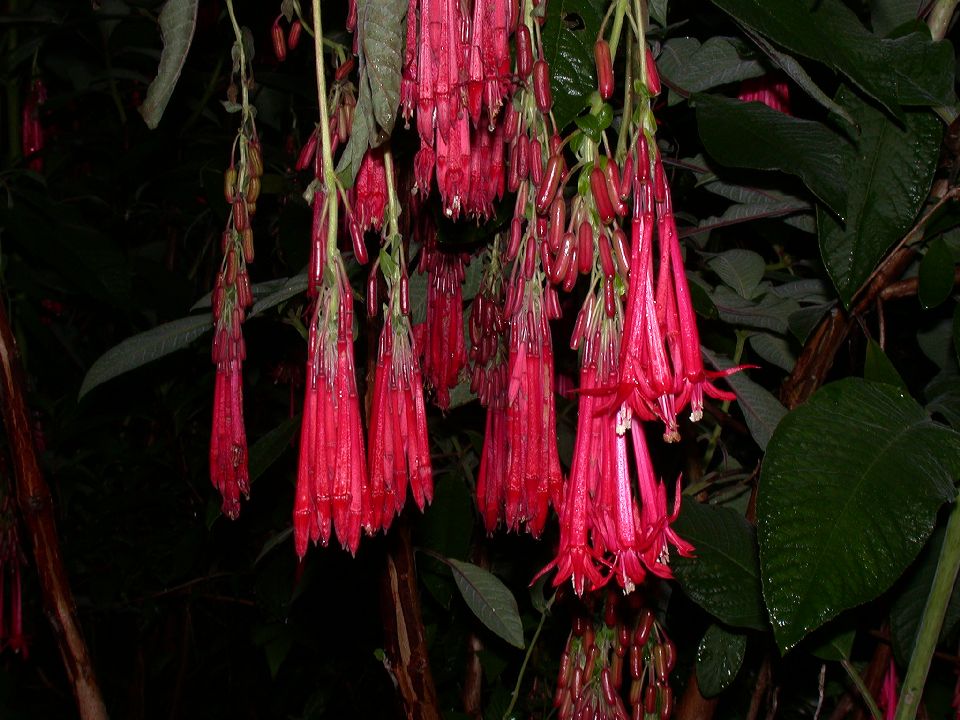 Onagraceae Fuchsia 