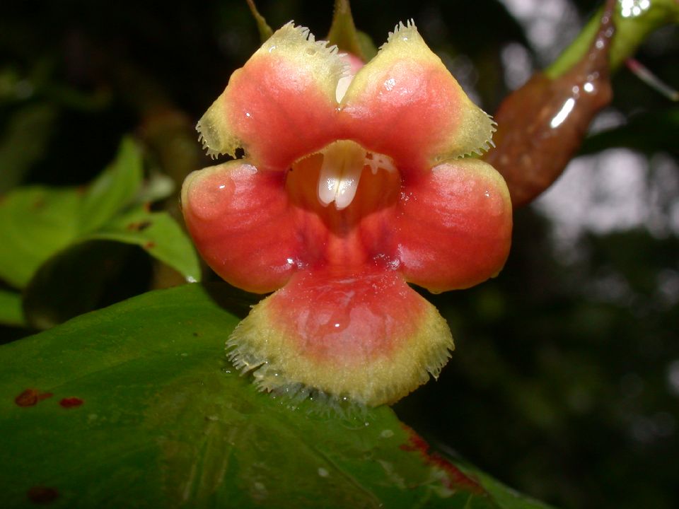Gesneriaceae  