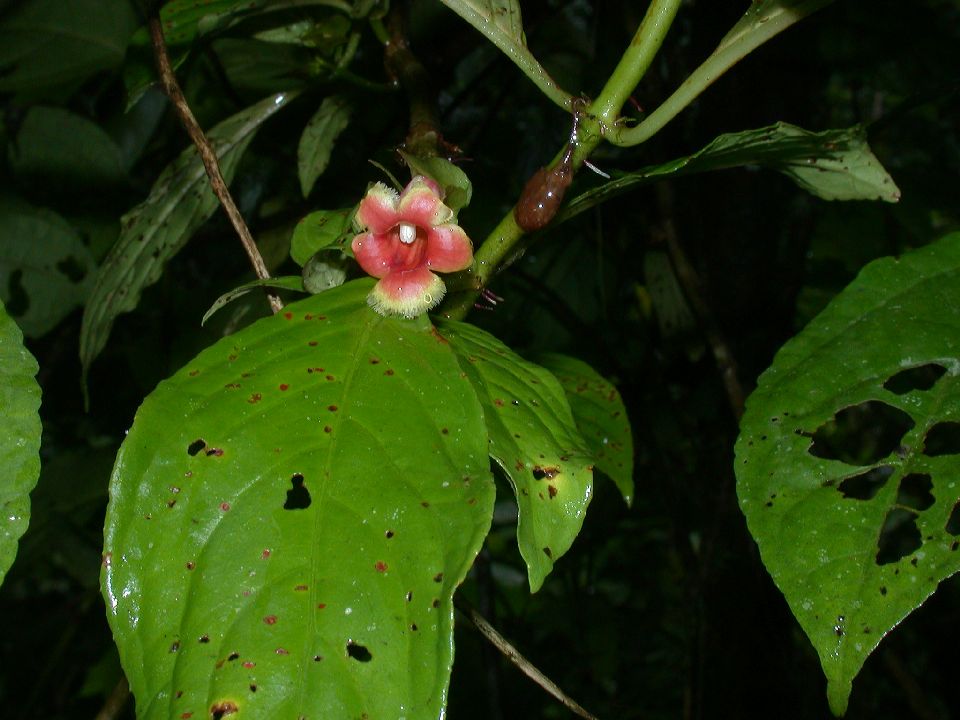 Gesneriaceae  