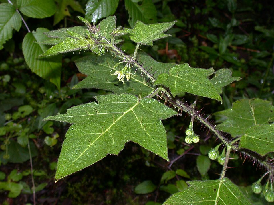 Solanaceae Solanum acerifolium