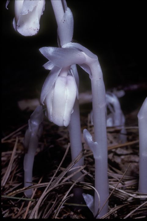 Ericaceae Monotropa uniflora