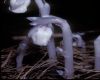 image of Monotropa uniflora