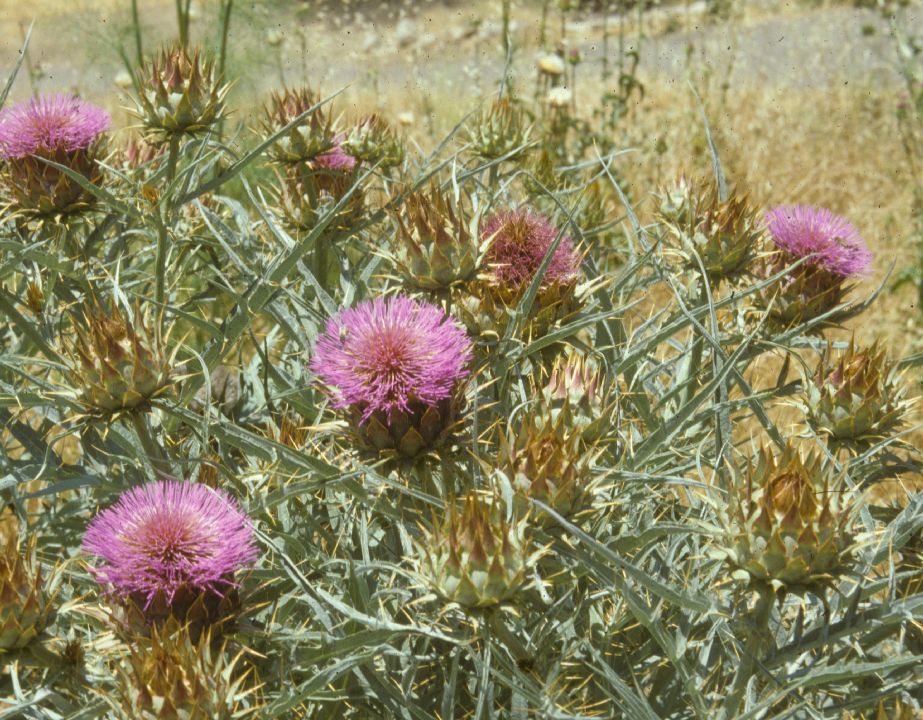 Asteraceae Cynara cardunculus