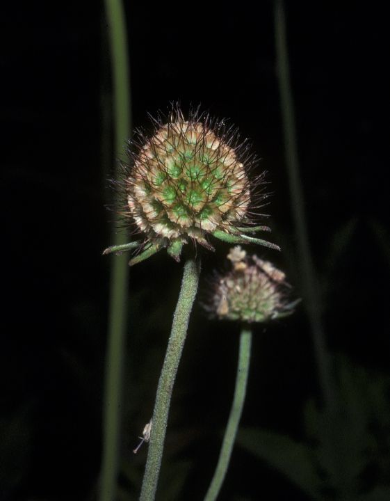 Dipsacaceae Scabiosa africana