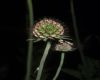 image of Scabiosa africana