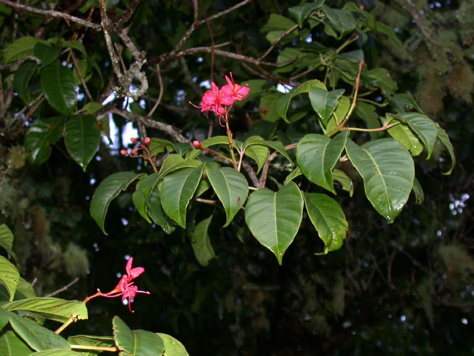 Hippocastanaceae Billia hippocastanum