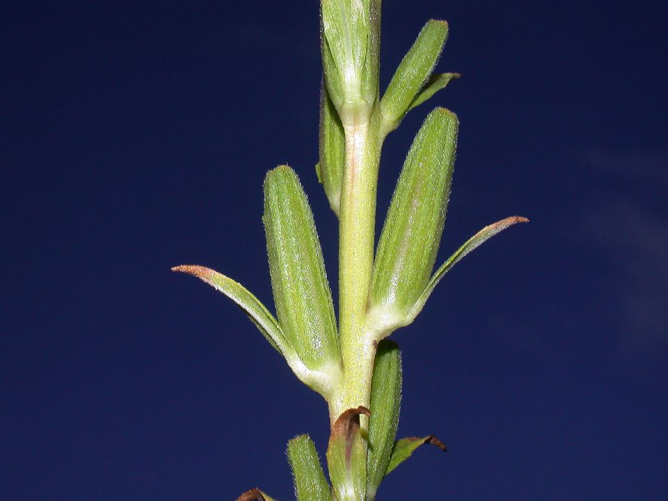 Onagraceae Oenothera 