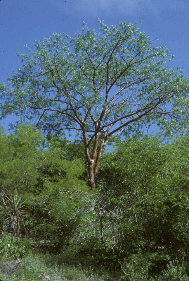 Burseraceae Bursera 