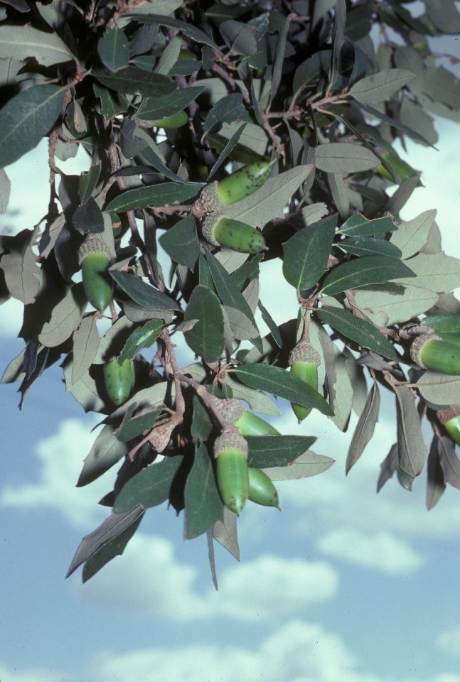 Fagaceae Quercus fusiformis