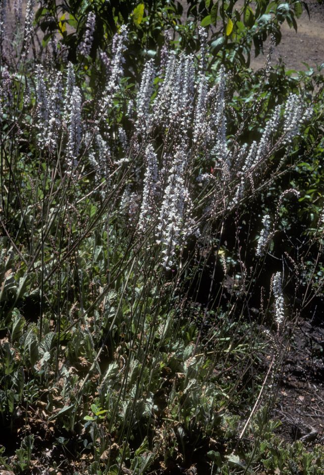 Francoaceae Francoa 