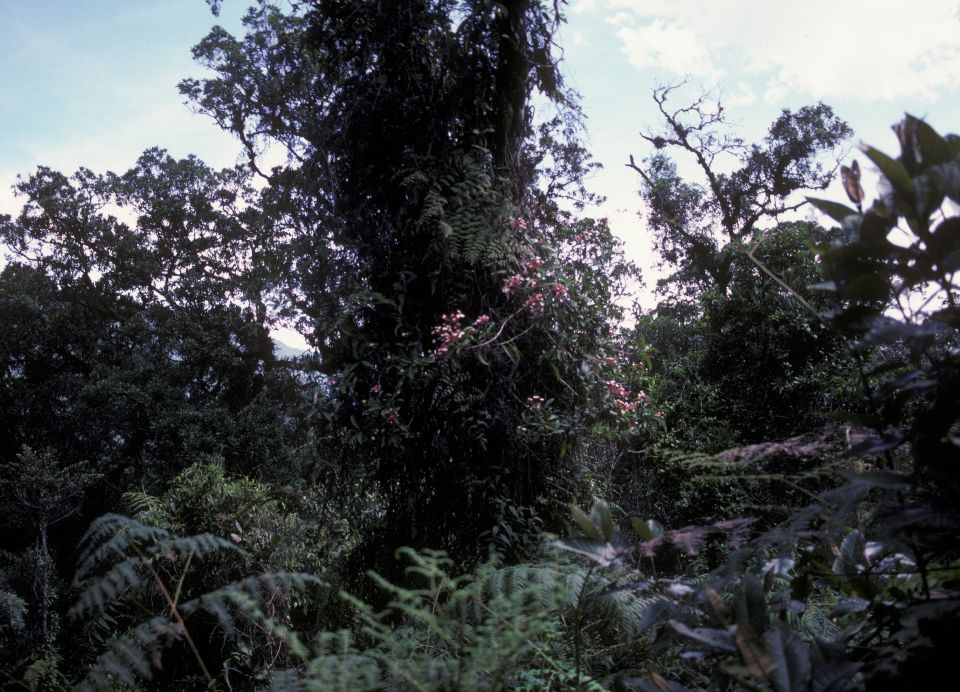Hydrangeaceae Hydrangea 