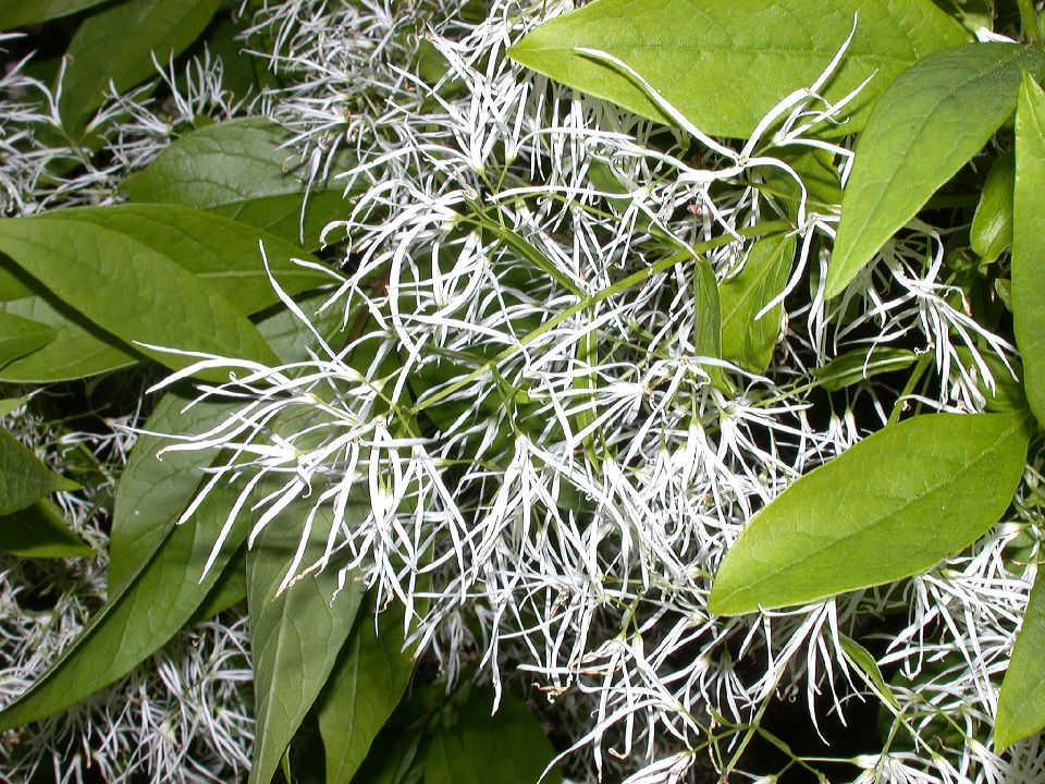 Oleaceae Chionanthus virginicus