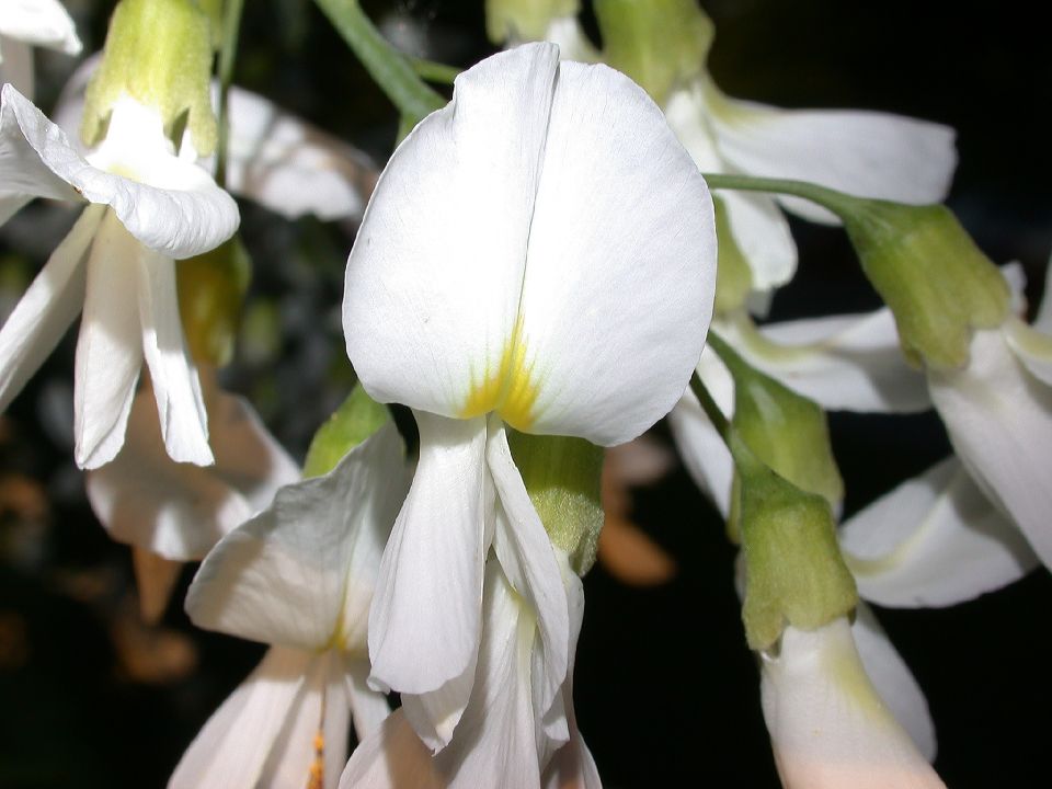 Fabaceae Cladrastis kentukea