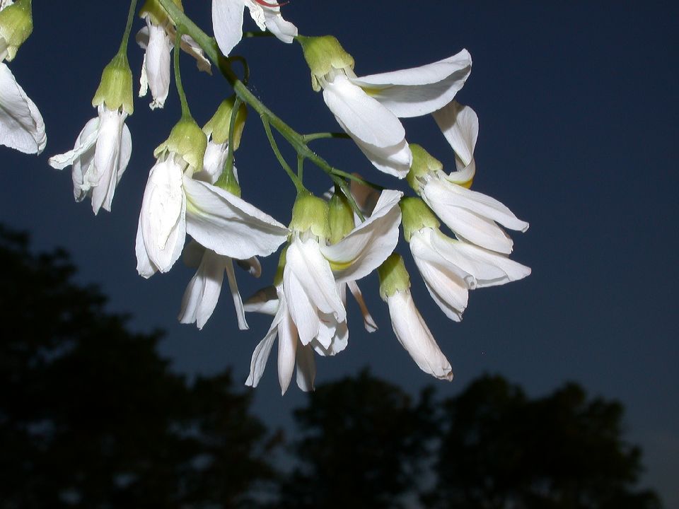 Fabaceae Cladrastis kentukea