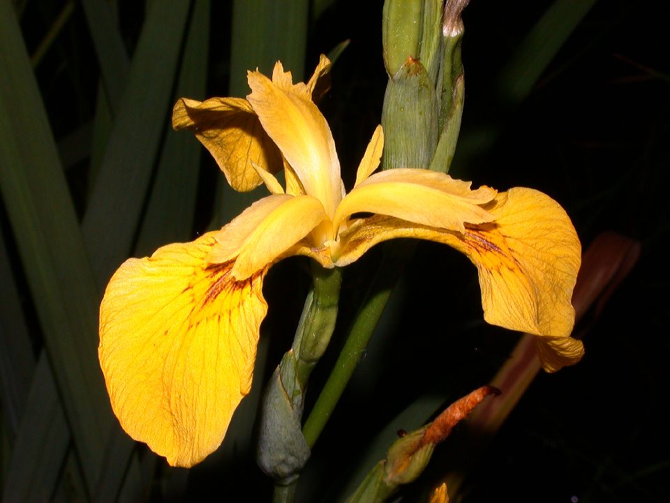 Iridaceae Iris pseudacorus