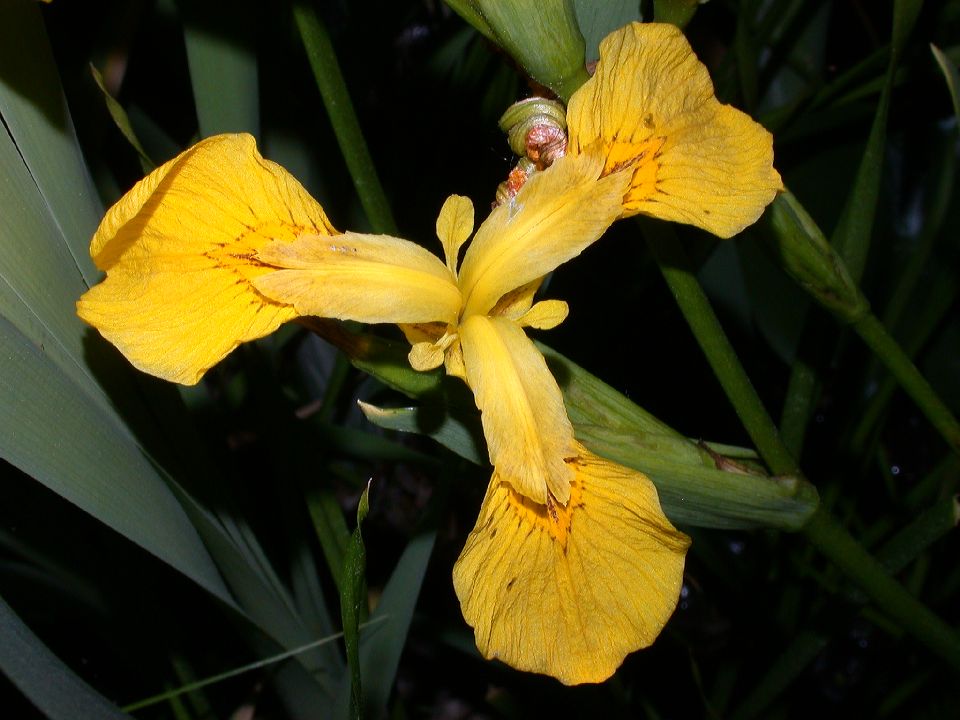 Iridaceae Iris pseudacorus