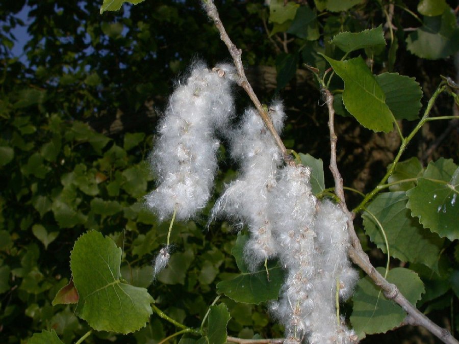 Salicaceae Populus deltoides