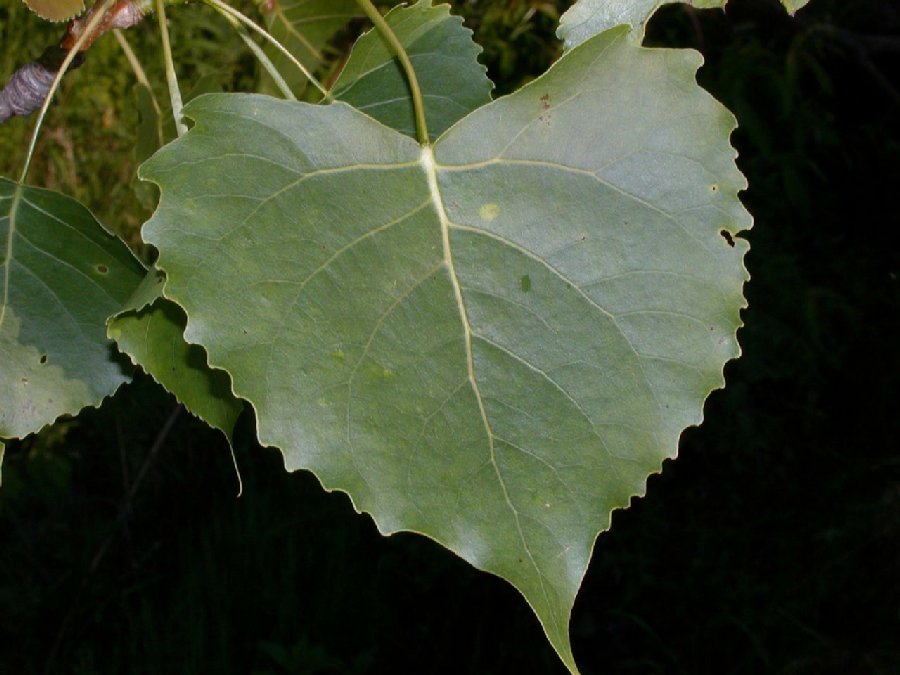 Salicaceae Populus deltoides