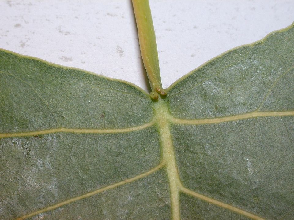 Salicaceae Populus deltoides