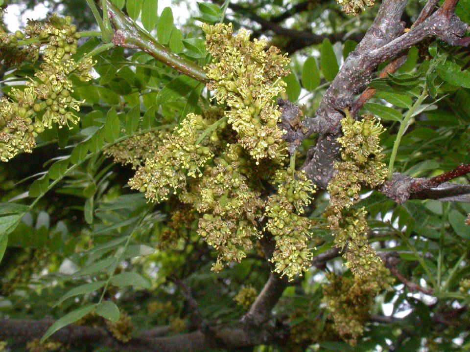 Fabaceae Gleditsia triacanthos