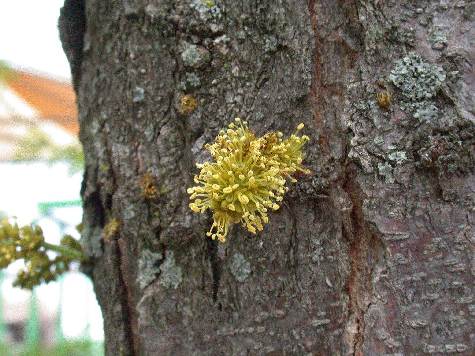 Fabaceae Gleditsia triacanthos