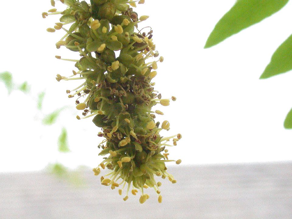 Fabaceae Gleditsia triacanthos