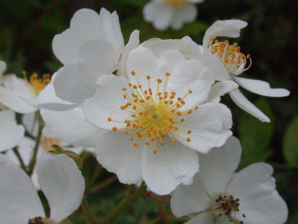 Rosaceae Rosa multiflora