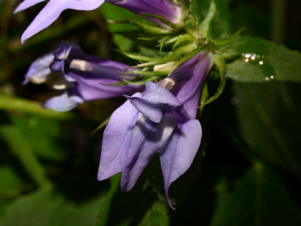 Campanulaceae Lobelia siphilitica