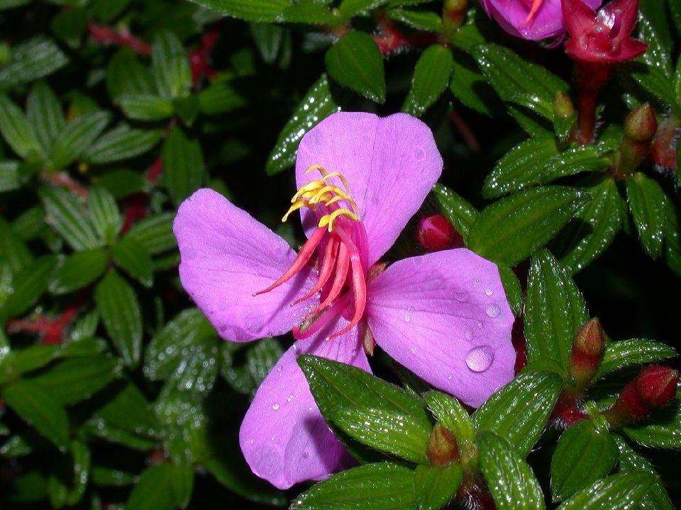 Melastomataceae Monochaetum 