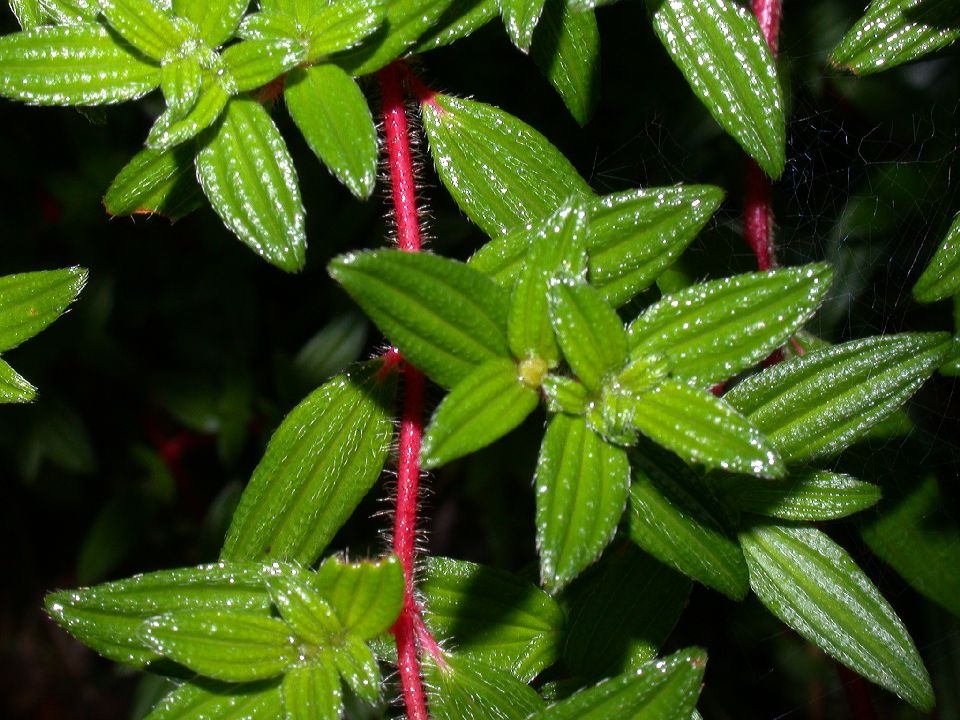 Melastomataceae Monochaetum 