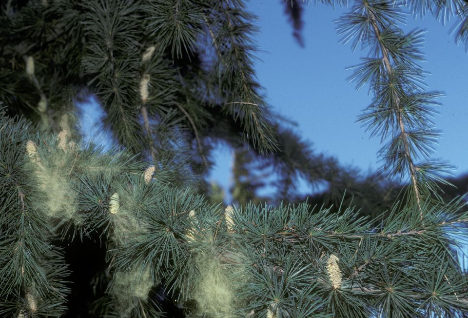 Pinaceae Cedrus deodara