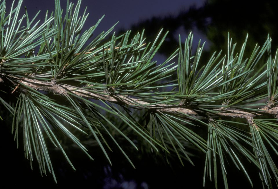 Pinaceae Cedrus deodara