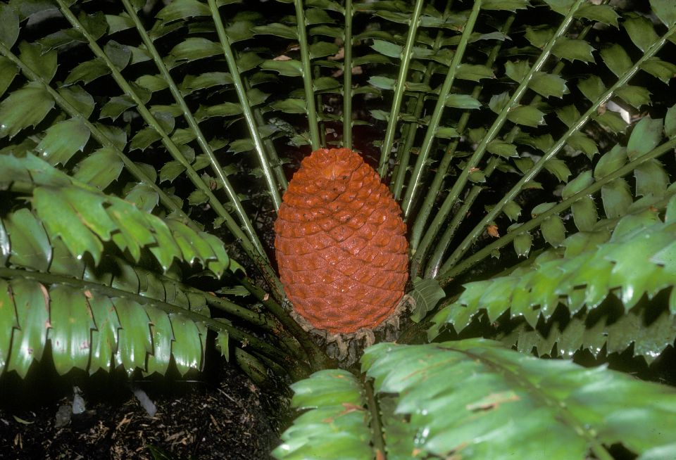 Zamiaceae Encephalartos ferox