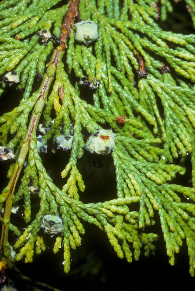 Cupressaceae Chamaecyparis obtusa