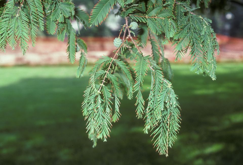 Cupressaceae Metasequoia glyptosroboides