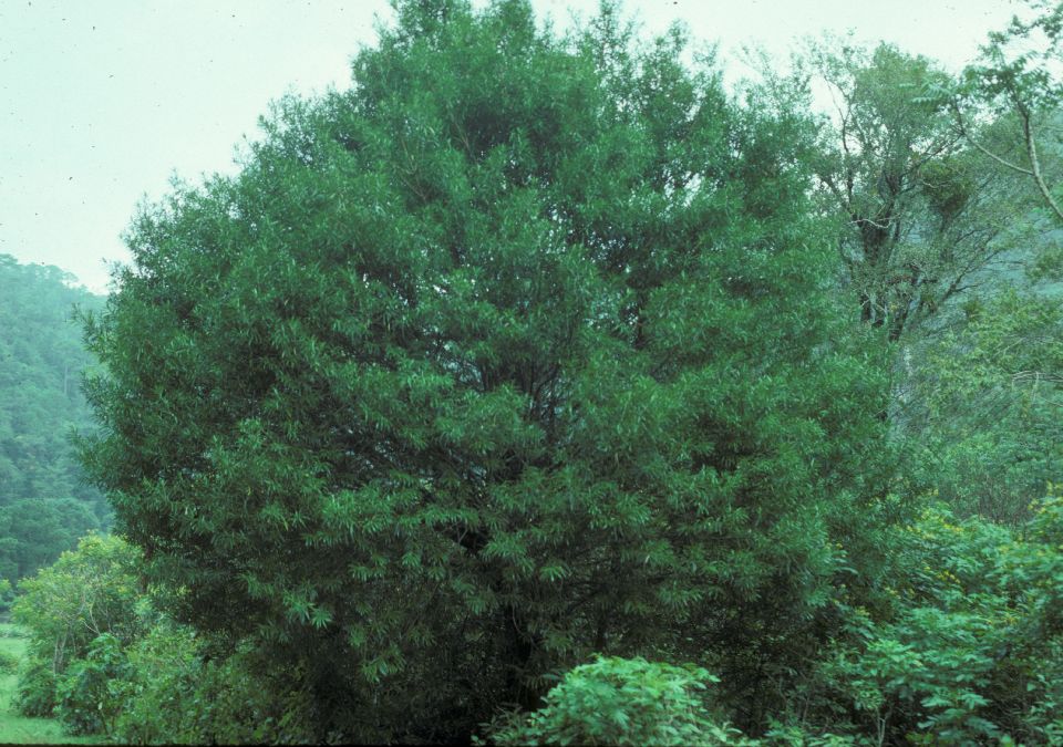 Podocarpaceae Podocarpus reichei